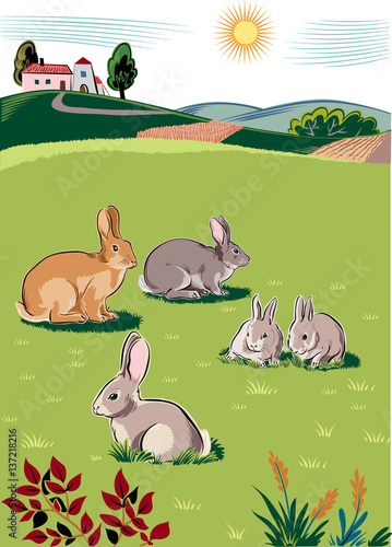 Rabbits and bunnies, on a grass chewing their cud.