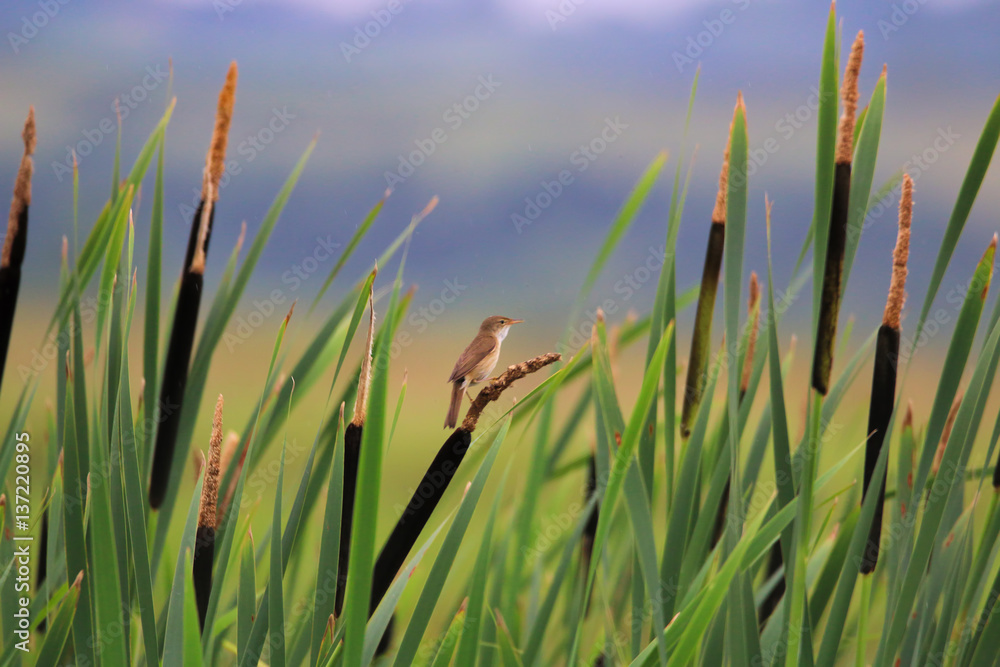 Fototapeta premium Eurasian Reed Warbler bird perched on wetland reeds. (Acrocephalus scirpaceus)
