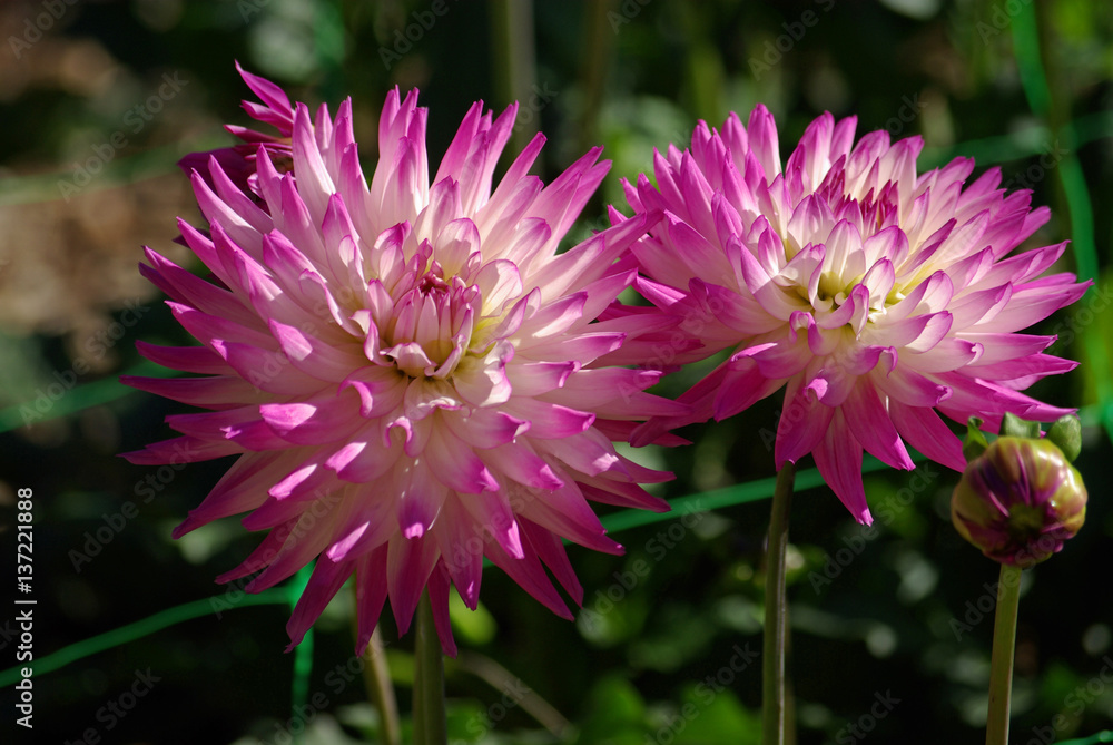 Dahlia cactus rose et blanc au jardin en été Stock Photo | Adobe Stock