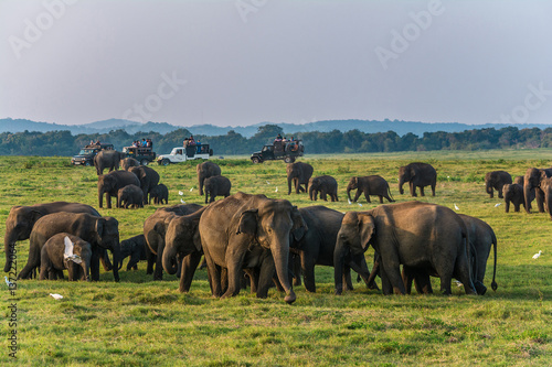 Herd of elephants at the waterhole in Minneriya national park Sri Lanka