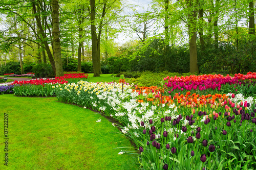 Beautiful spring flowers in Keukenhof park in Netherlands (Holland) 