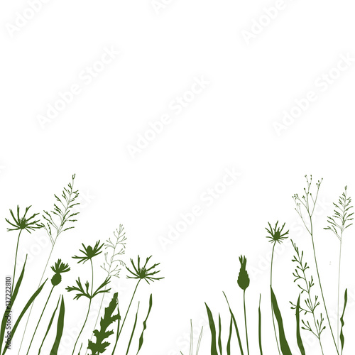 Vector background with wild meadow flowers  herbs and grasses.