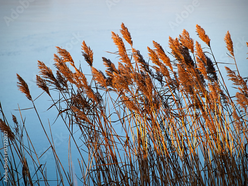 Common reed rush plants with water in the background