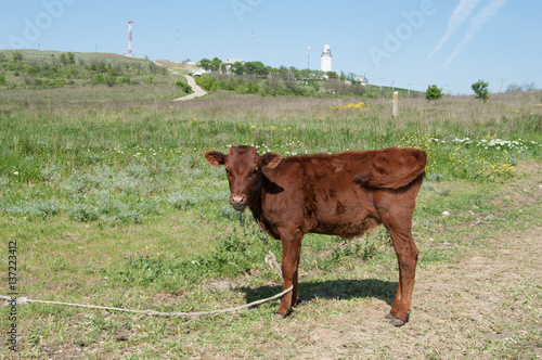 red calf on leash outdoor, Podmayachny village, Crimea photo