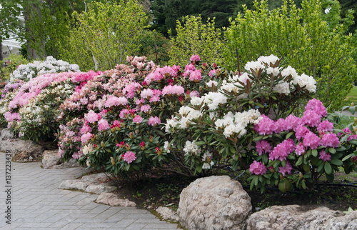 rhododendron (azalea) alley in Aivazovsky park, Crimea