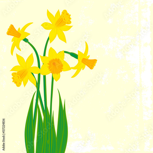 Card with five narcissus