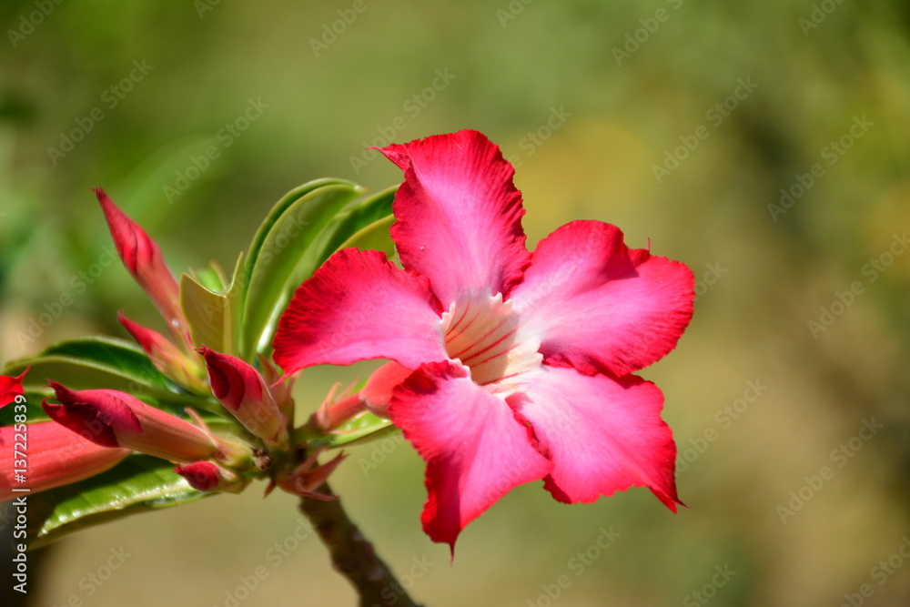 Beautiful flower background and view of bright red flower blooming in the garden Beautiful flower background and view of bright red flower blooming in the garden