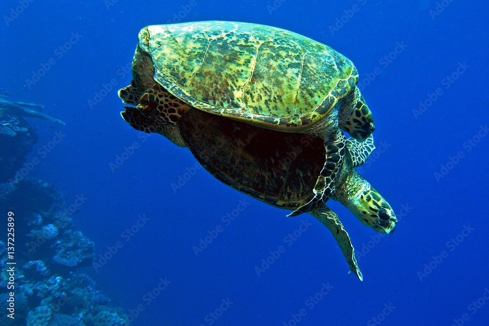 Obraz premium Sea Turtles in love