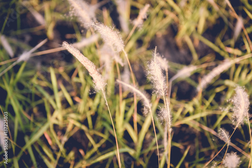 vintage grass flower field in nature