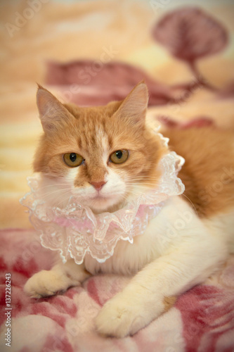 Ginger cat playing with a garter, and other wedding accessories items for the bride