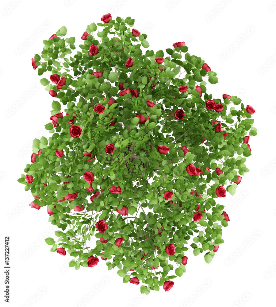 top view of red rose shrub plant isolated on white background