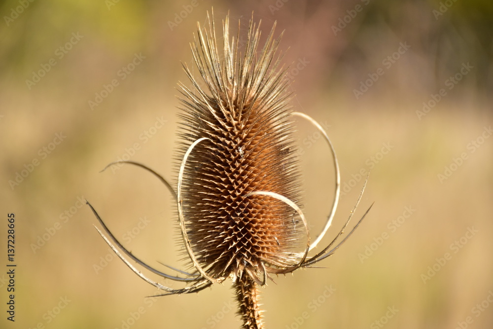 Thistle bokeh Thistle bokeh