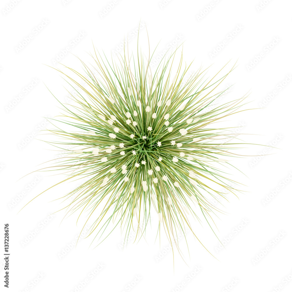top view of ornamental grass plant isolated on white background