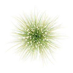 top view of ornamental grass plant isolated on white background