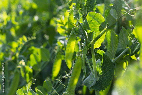 Green peas plant in the garden