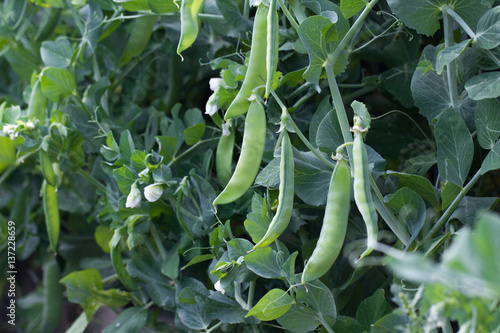 Green peas plant in the garden