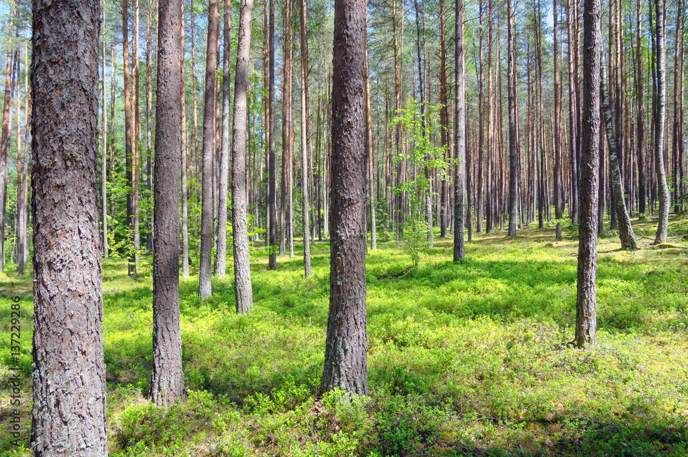 Fototapeta premium Spring landscape with beautiful pine forest in the sunlight.