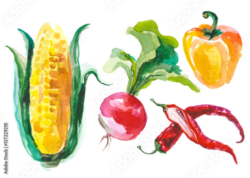 Watercolor vegetables isolated on white