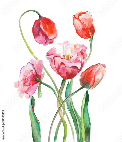 Watercolor tulips painting