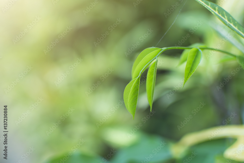 Top leaves weakens background , Lifestyles , Nature, Green