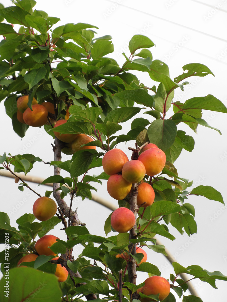 Ripe apricots hanging on the tree . Tuscany, Italy Ripe apricots hanging on the tree . Tuscany, Italy