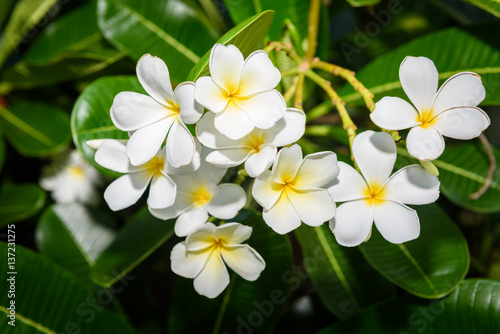 group of white and yellow flowers (Frangipani, Plumeria) © nipastock