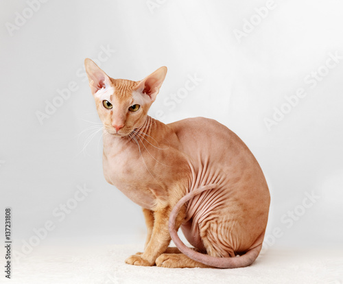 Cuadro en lienzo Peterbald cat, Oriental Shorthair