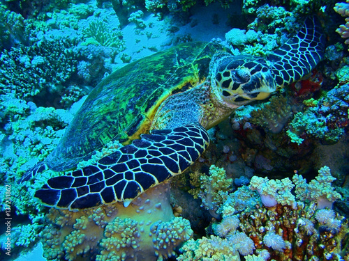 Hawksbill turtle / underwater photograph, Dahab, Egypt, depth - 20m.