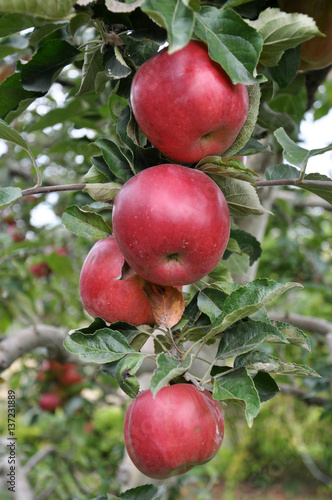 Ripe fruit apples on a tree branch with leaves