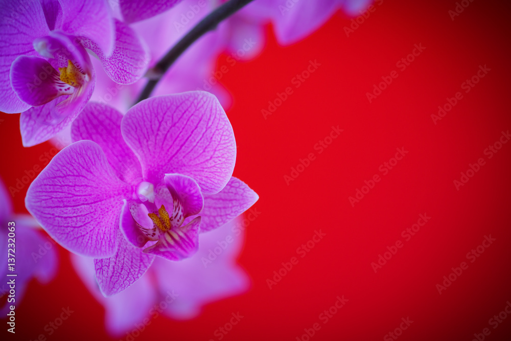 Naklejka premium branch beautiful white orchid