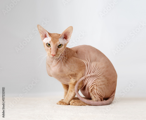 Obraz na plátně Peterbald cat, Oriental Shorthair