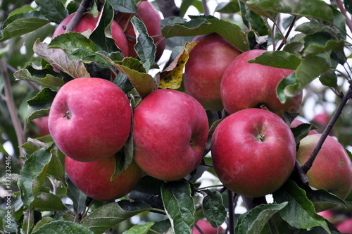Ripe fruit apples on a tree branch with leaves
