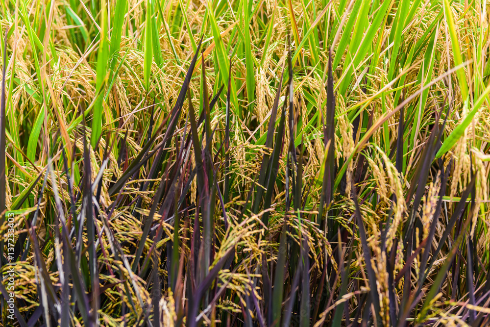 Close up ear of paddy or rice in organic field, Close up ear of paddy or rice in organic field,