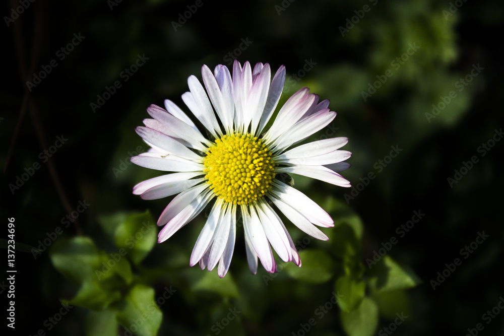 Fototapeta premium Daisy