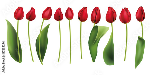 red tulips isolated realistic. vector