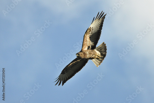 Common buzzard © blackmilan