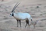 Oryx mit Baby 