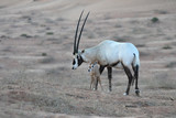 Oryx mit Baby 