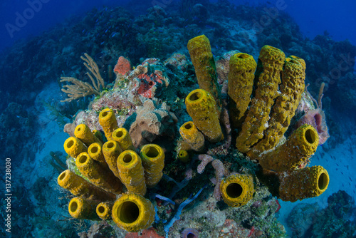 Massive sponges at unspoiled reefs, Chinchorro Banks, Quintana Roo, Mexico photo