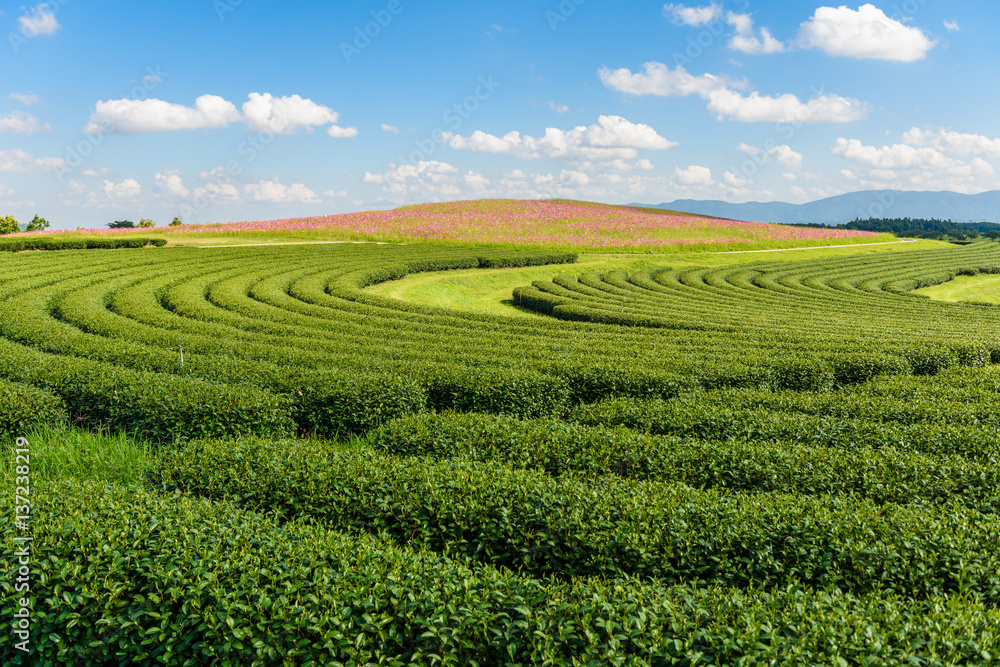 Cosmos Fields and Green tea field with blue sky Cosmos Fields and Green tea field with blue sky