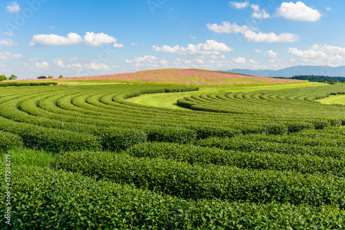 Cosmos Fields and Green tea field with blue sky
