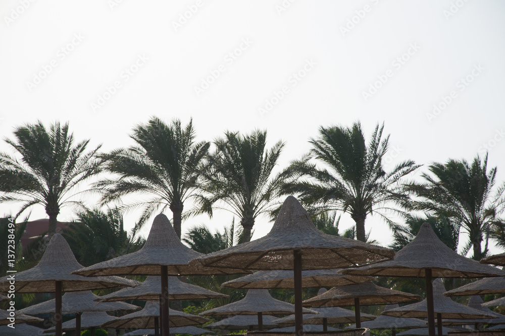 Palm tree and an umbrellas in Sharm El-Sheikh, Egypt