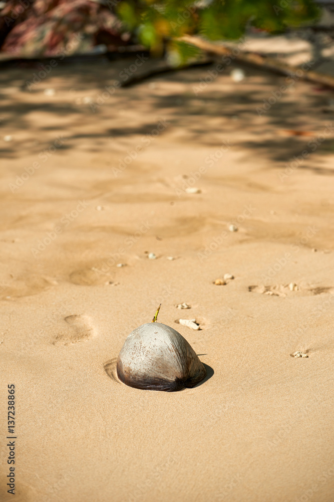 Old Coconut On The Beach, Koh Chang, Thailand Old Coconut On The Beach, Koh Chang, Thailand