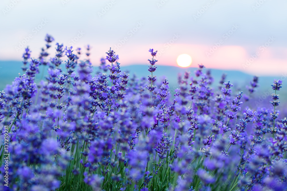 Fototapeta premium Sunset in a lavender field in a Summer