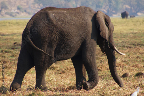 Elephant in Chobe NP in Botswana