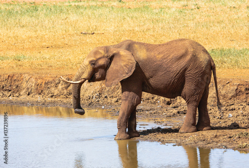 Red Elephant in Tsavo East National Park. Kenya.