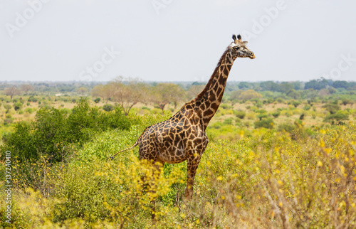 Giraffe in East Tsavo Park in Kenya photo