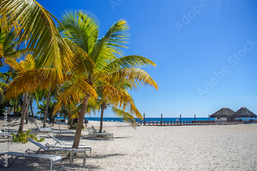Tropical sand Beach on the Caribbean sea. Sand and green yellow palm trees 