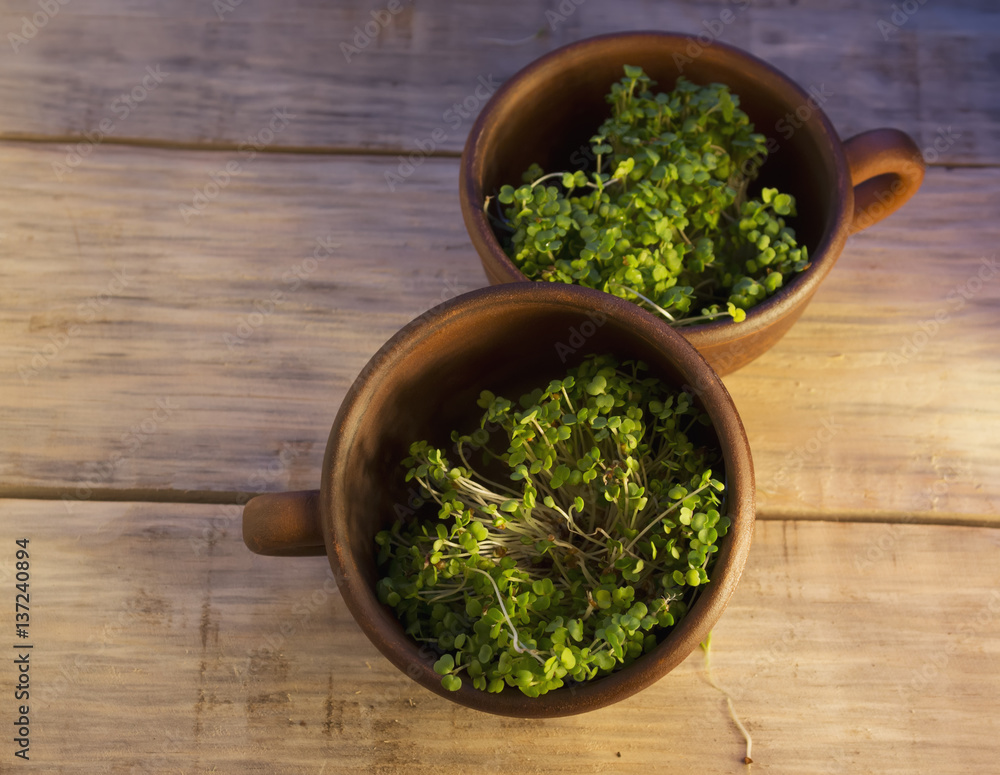Green sprouts seeds in a brown ceramic cup 2 Green sprouts seeds in a brown ceramic cup 2