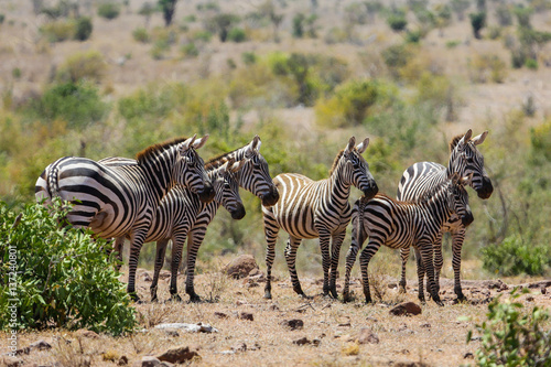 Zebras. Tsavo East National park. Kenya.